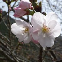 サクラ開花