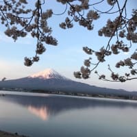富士河口湖のさくらまつり終わる！