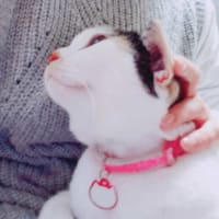 膝の上が大好き❗
