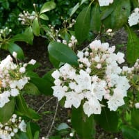 「相模原北公園」では金平糖の様な「カルミア」が開花し始めた！！