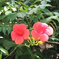 花散歩・ノウゼンカズラ / 凌霄花