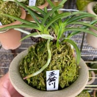 渋い建国覆輪 - 蘭の国から