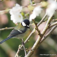 シジュウカラ　3月29日