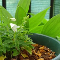 姫の覚醒－－山・野草の開花を見て思うこと