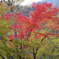 大井川　静岡県　2024年11月16日