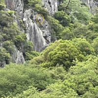 トリガタハンショウズル（鳥形半鐘蔓）・福知山線廃線敷ハイキング