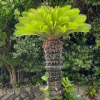 週末特売チラシ＊土曜市チラシ
