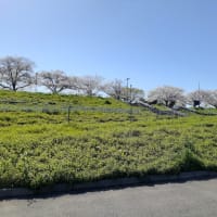 江戸川の桜