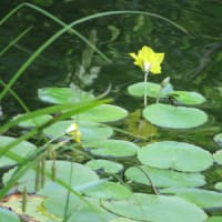 6／6 花と水生植物、生き物に会う：水元公園