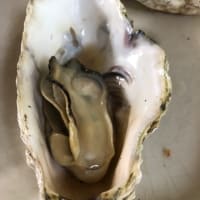 🦪