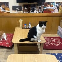 看板猫のいるお店で猫飲み (2506-5)