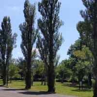 水元公園を散策