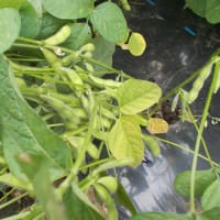 枝豆を初収穫しました。