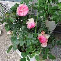 イオン宮崎のお花屋さんとバラの花