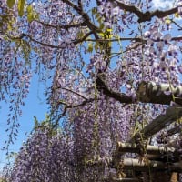 藤の花