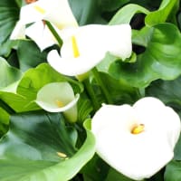 十三佛と紫陽花「保安寺」