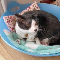 寄せ植え　猫など。
