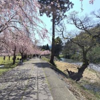 竹田の里しだれ桜まつり2024