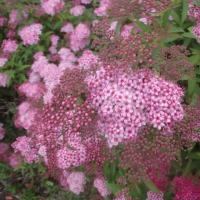 シモツケの花が咲き始めました。