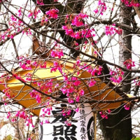 「芝公園・増上寺界隈の桜の開花は･･･？」
