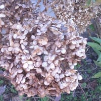 アジサイの紅葉