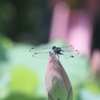 悠久のときを超えて大賀ハス