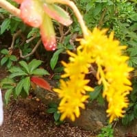 季節の花－Ⅱ