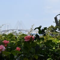 バラ狩り　神奈川県横浜市中区山手町　港の見える丘公園（3）真っ赤なナデシコ