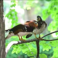 二組が樹木の枝に止まっていた
