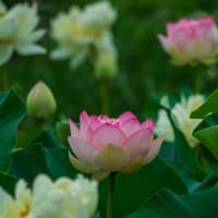 早咲きのハスの花咲く唐比ハス園　2025/6/22