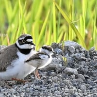 コチドリ　つづき