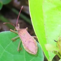 大仙公園・続きから阪和線沿い