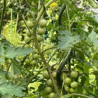 カラスに襲われる　菜園！　白内障手術あと