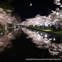 2025桜名所・弘前公園　宵～ライトアップ