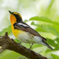 近所の池・・・キビタキはオス君です！