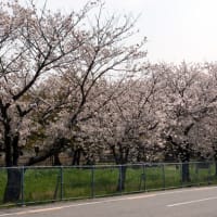 2009桜アーカイブ『徳島県畜産研究所の桜』