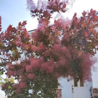 フォックスフェイスの芽がでた！
