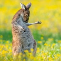 ドゥビドゥビ ウハウハ