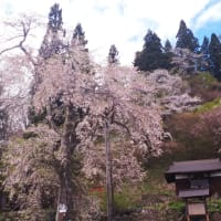 岩岳入り口の垂れ桜