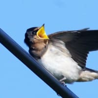 給餌を受ける燕のヒナ