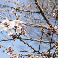 上野公園で桜が開花