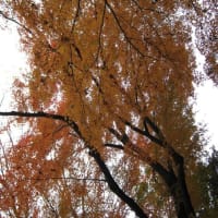 2015年12月10日　小石川後楽園にて