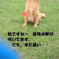 またまたまた、ごぶさたしてしまった(´；ω；｀)