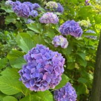 紫陽花の思い出
