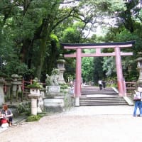 夏の奈良歩き　思い出辿り　③　若宮の大楠