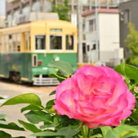 復刻デザインの市電、其の二