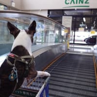 公園で汗かいて、カインズホームでクールダウン