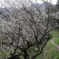 早春の山の辺の道