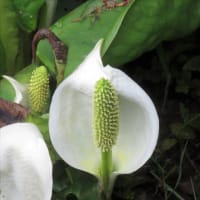 水芭蕉と翡翠