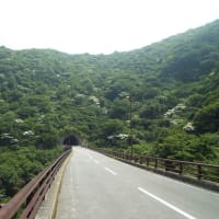 ヤマボウシ開花情報（第４号）